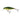 Salmo Executor Shallow Runner Real Perch 7 cm 8 g