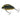 Salmo Tiny Black Tiger 3 cm 2 g F