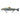 Daiwa Prorex Hybrid Trout 23cm 120g live rainbow trout