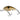 Salmo Hornet H4S Pearl Shad 4cm 4g