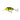 Salmo Hornet H9F Green Tiger 9 cm 36 g
